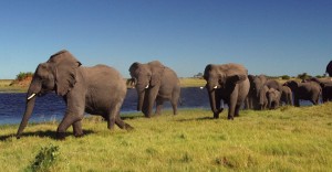 Africa-Botswana-Namibia-3-elephants-300x156 An African Safari and the Exotic African Wildlife