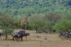 Tanzania-Selous_Game_Reserve1-300x201 An African Safari and the Exotic African Wildlife