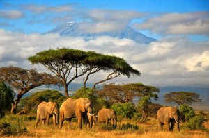 Tanzania_original_9619-300x199 An African Safari and the Exotic African Wildlife