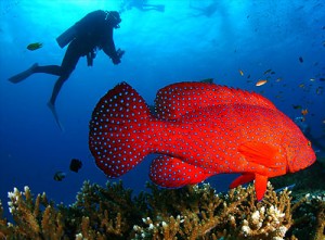 SCUBA-DIVING-tours-excursion-jamaica-utontours_com__1-300x221 Deep Sea Diving Adventure