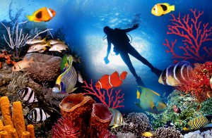 footer_home-300x196 Maldives - The Adventurous destination for Nature Lovers