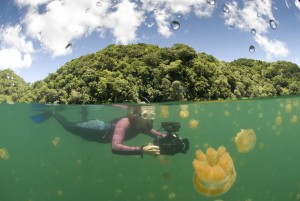 jellyfish-lake1-300x201 A Marine Adventure at Jellyfish Lake