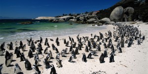 o-BOULDERS-BEACH-facebook-300x150 South Africa - The Wild Side of Life