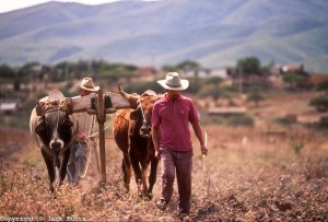 plowing-300x203 Mexico - A diverse landscape of Mountains, Deserts & Jungles