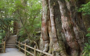 5-5-300x188 Top 3 Hiking Trails in Japan
