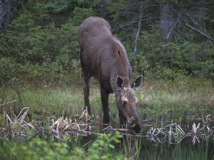 Moose_drinking_from_pond-300x225 Tahquamenon Falls State Park — A Scenic Escape